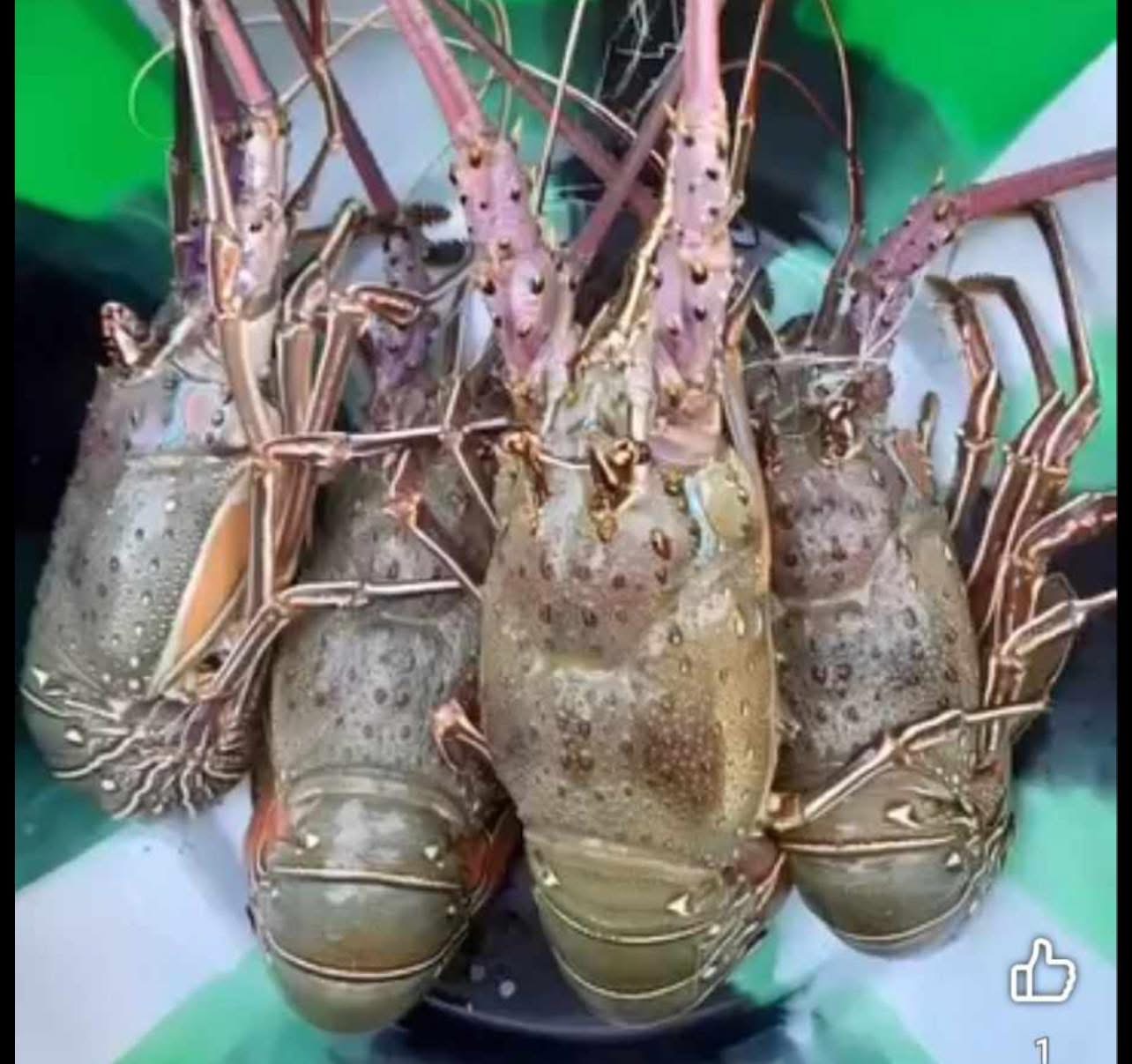 Étalage de produits de la mer Konkobala au port de Bonfi
