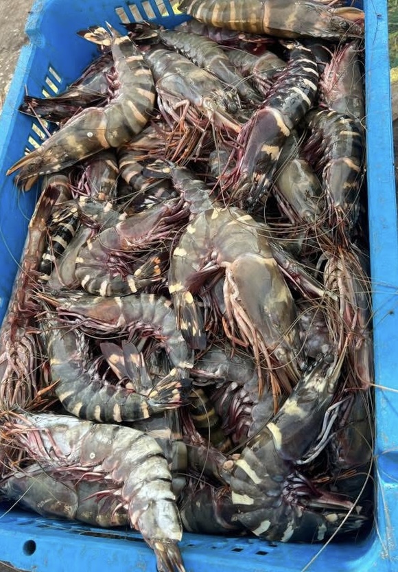 Sélection de poissons et fruits de mer frais Konkobala